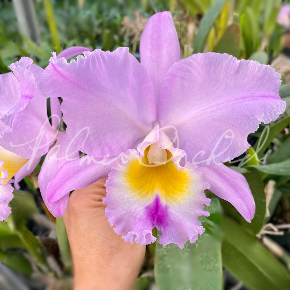 Rlc. Olive Palmer — Palmer Orchids